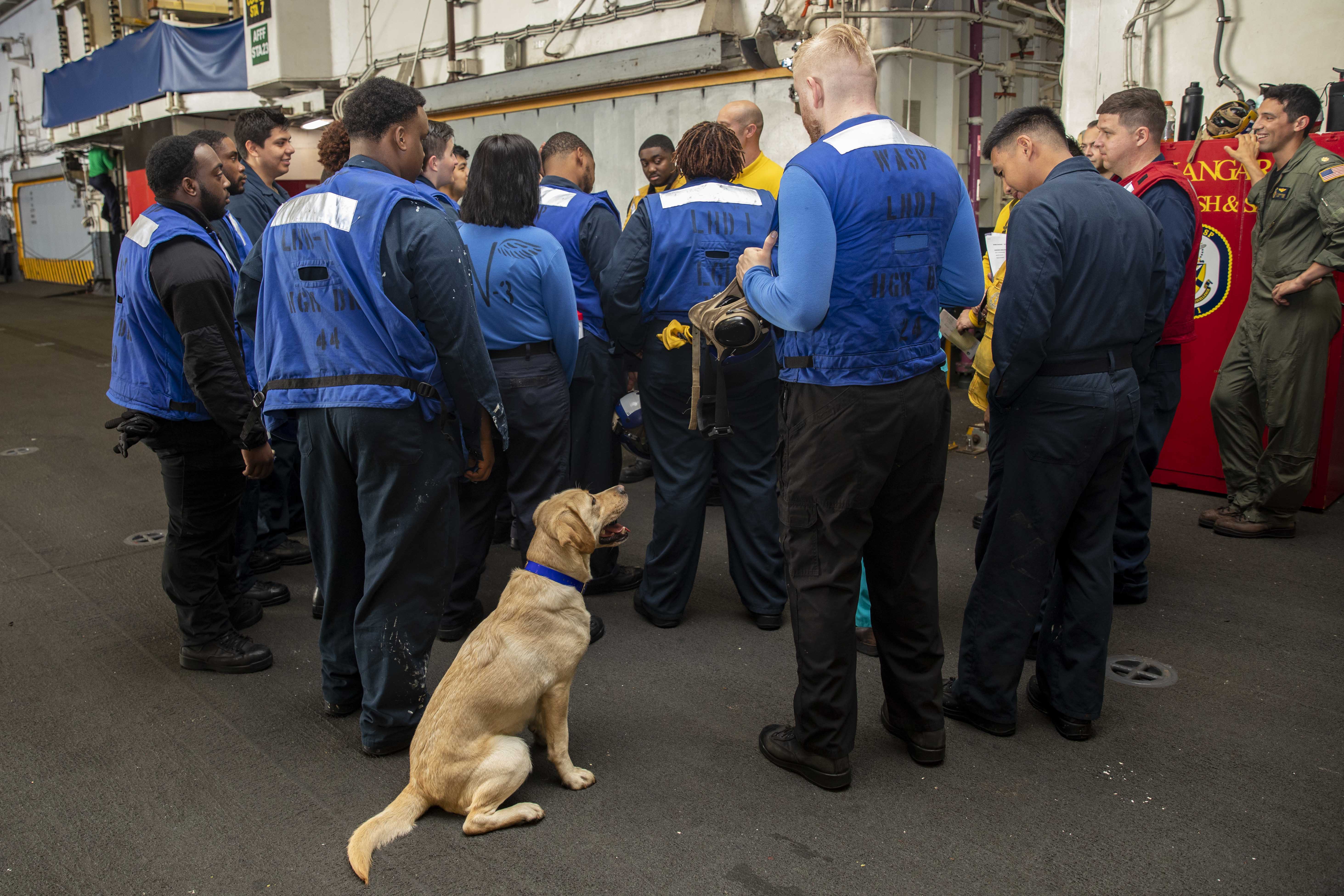 Ike, a combat operational stress control dog, spends time with sailors from the air department’s V-3 division in the hangar bay aboard the amphibious assault ship USS Wasp (LHD 1), June 26, 2023.  (U.S. Navy photo: Mass Communication Specialist Seaman Kaitlin Young)