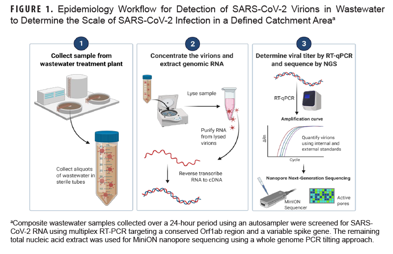 This pictorial graphic depicts each workflow stage in the detection of SARS-CoV-2 virions in wastewater. The process is illustrated and described in 3 major stages: collection of a sample from the wastewater lift station, concentration of virions and extraction of genomic RNA in the laboratory, and determination of the viral titer.