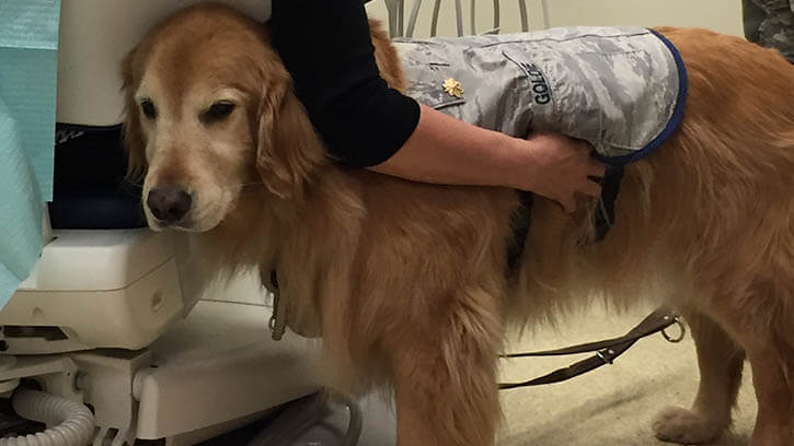 Image of Air Force Brig. Gen. Goldie, a facility therapy dog at Walter Reed National Military Medical Center, helps reduce anxiety in a patient with complex dental conditions that require multiple appointments. The use of therapy dogs is part of an ongoing study with these patients.