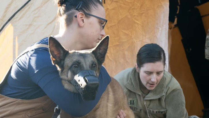 U.S. Army Capt. Alicia Bailey, right, Dover Air Force Base Veterinary Treatment Facility officer in charge, and U.S. Air Force Senior Airman Courtney Burns, 436th Security Forces Squadron military working dog handler, demonstrate decontamination techniques on Military Working Dog Zorro during a training session at Dover Air Force Base, Delaware, Jan. 10, 2024.